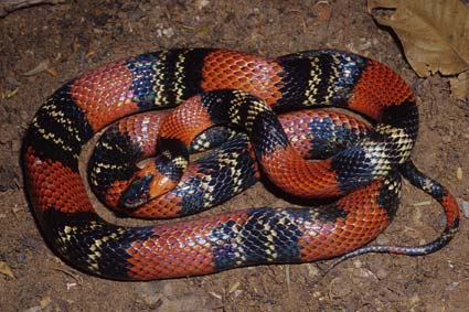 Liophis typhlus (cobra-verde), Colubridae. (N = 16).