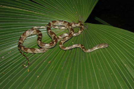 Sibynomorphus mikanii (dormideira), Colubridae. (N = 362).