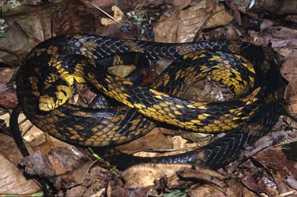 Sibynomorphus neuwiedi (dormideira), Colubridae. (N = 14).