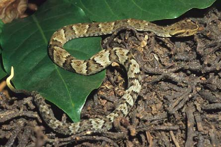 Bothrops jararacussu (jararacuçu), Viperidae.