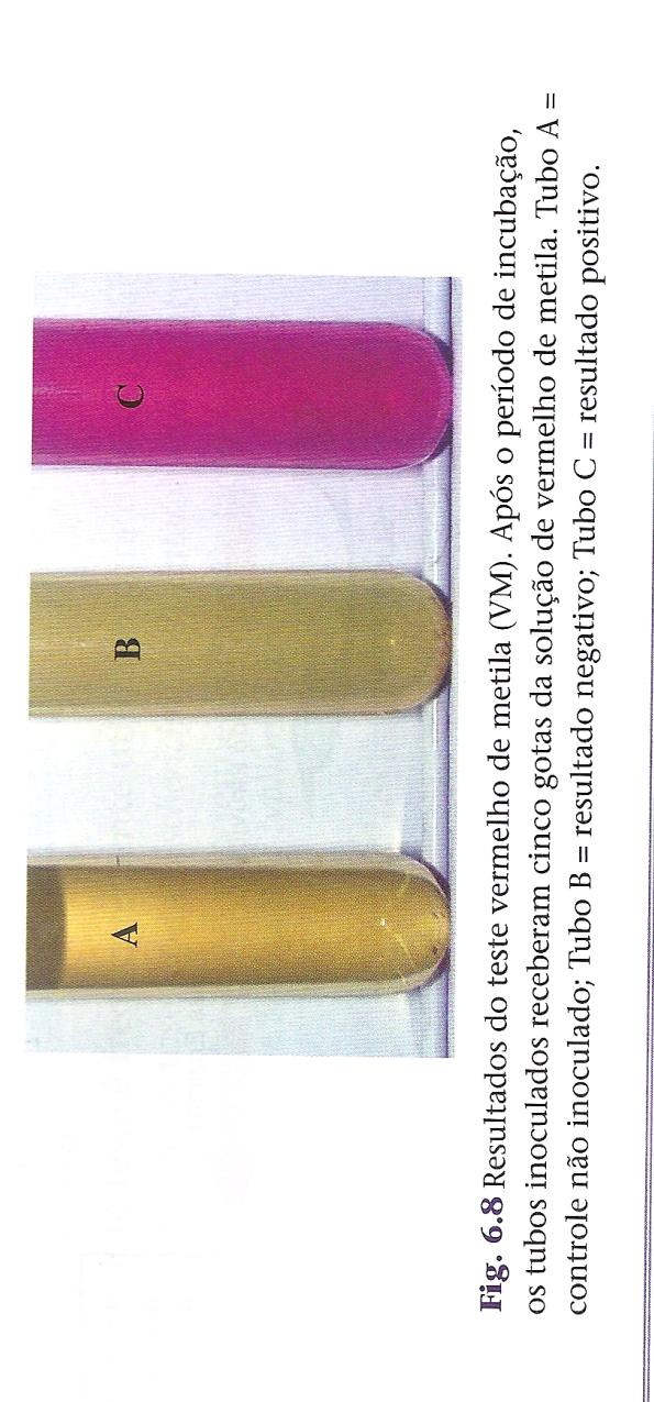 Interpretação dos resultados Fermentação da glicose ácida mista (VM) O Vermelho de Metila é um indicador de ph.