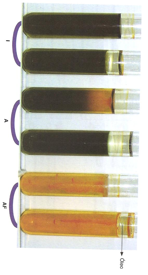 Interpretação dos resultados Metabolismo respiratório x Metabolismo fermentativo O meio de HUGH-LEIFSON.