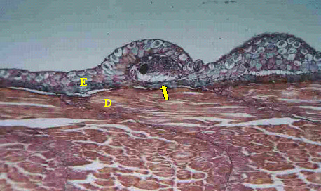 Estudo anatomopatológico de alevinos de jundiá infectados experimentalmente por Ichthyophtirius multifiliis.