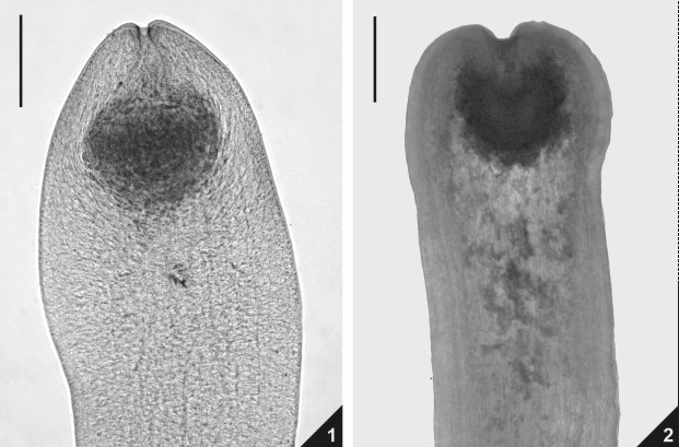 Cestodes of the flounder Felizardo et al. body length. Body surface wrinkled, not segmented and without genital primordium. Body 1.45-2.40 (1.80) long, 0.45-0.57 (0.53) wide. Scolex 0.35-0.58 (0.