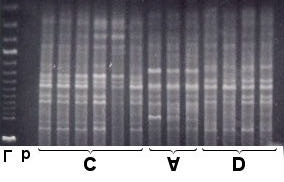 245 Em ambas as Figuras, 7 e 8, os citótipos puderam ser caracterizados e os dados moleculares obtidos para H.
