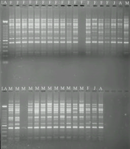(GGAC) 3T. As condições de amplificação do DNA foram as apresentadas por Bardakci e Skibinski (1994).