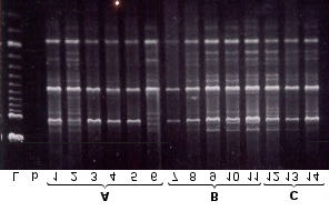 apresentaram-se bastante homogêneas, como mostra a Figura 19, resultante da amplificação do DNA de alguns grupos com primer GGAC(3)T.