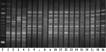 225 09, OPW-17, OPW-19, OPA-06, OPX-05, OPX-18) produziram diferentes padrões de fragmentos RAPD, embora primers individuais tenham diferido na quantidade de variação que eles detectaram.