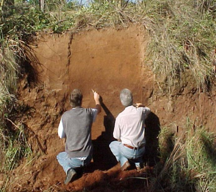 MORFOLOGIA DO PERFIL SOLO Conceito: - Aparência do solo no campo