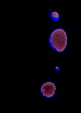 a) a) b) b) c) d) Figura 7. Para imagem A: (a) ideal; (b) segmentada por Fuzzy; (c) segmentada pela Rede Perceptron; (d) segmentada pela Rede LVQ1.