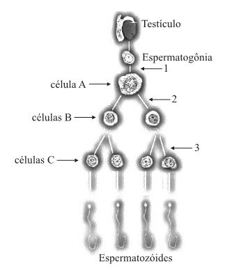 QUESTÃO 22: (UNESP 2007) O esquema representa a espermatogênese humana, processo no qual, a partir de divisões e diferenciações celulares, serão produzidos os espermatozóides que darão origem aos