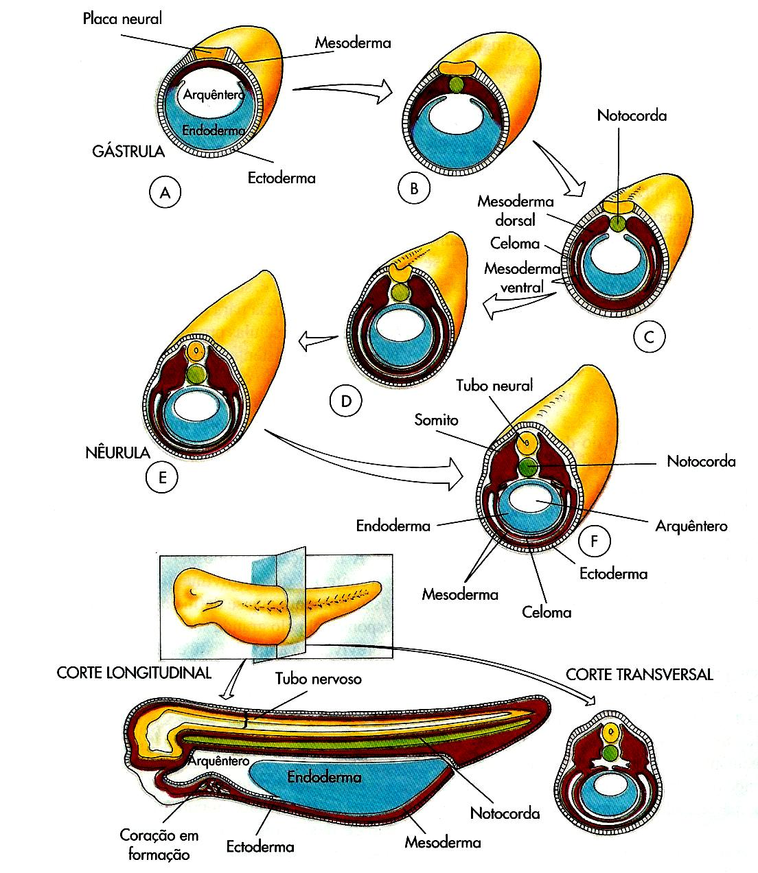 C1.2) Embriogénese em Vertebrados Terrestres: O desenvolvimento embrionário em ambiente terrestres deve-se a condições especiais: - fecundação interna (maior economia de gâmetas femininos); - os ovos