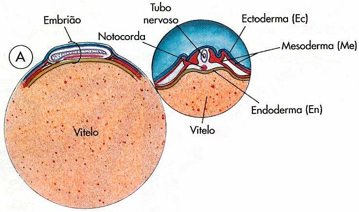 Organogénese: - diferenciação do tubo neural e da corda dorsal (de modo idêntico ao já referido para a rã).