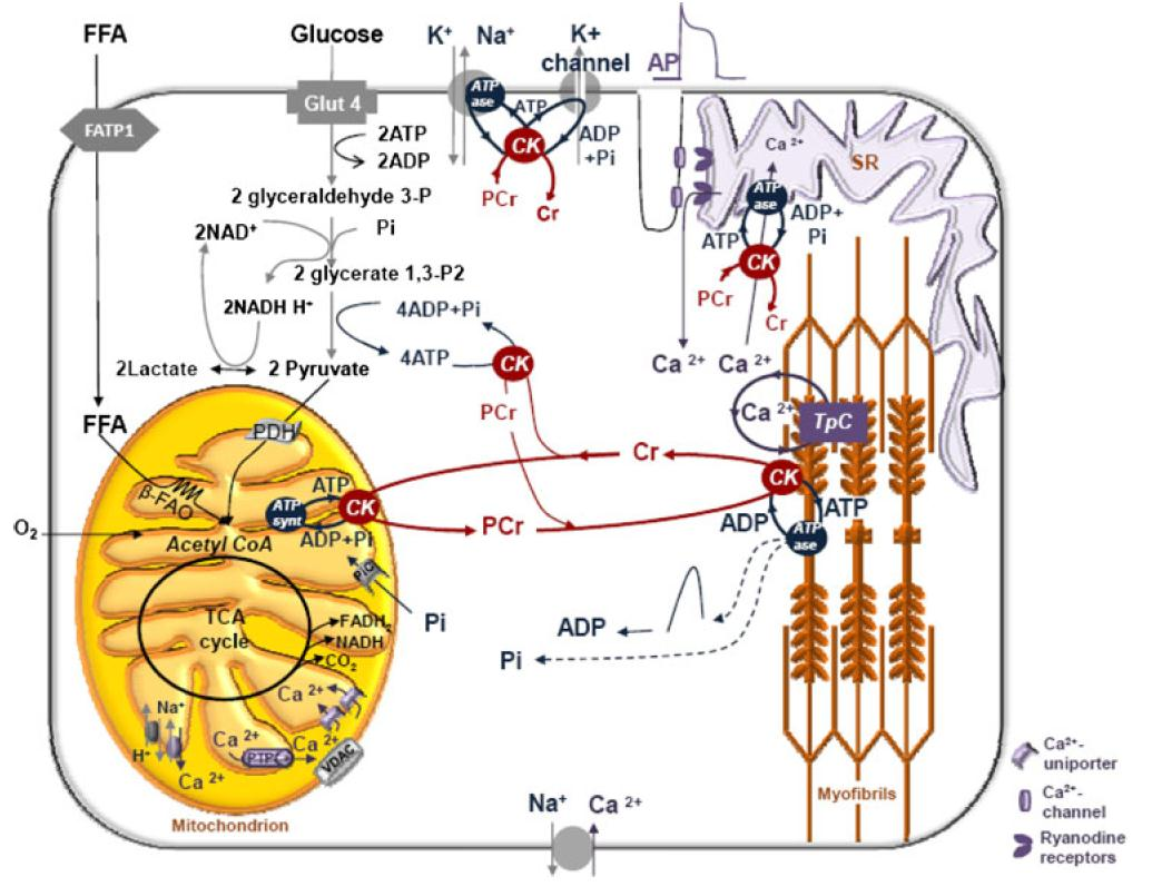 Systems bioenergetics of creatine kinase networks: physiological roles of creatine and