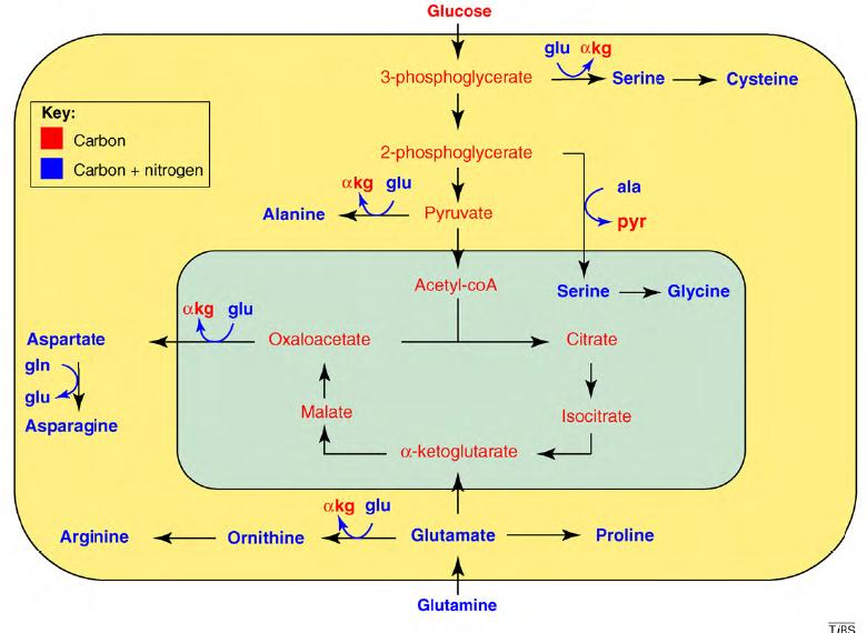 Glutamine addiction: a new therapeutic target in