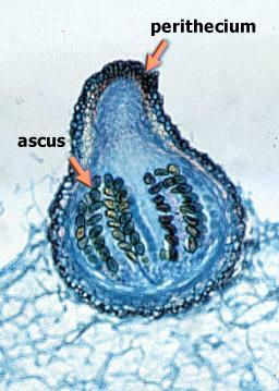 Tipos de ascomas Apotécio: em