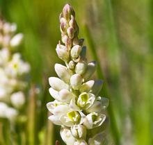 24 - POLYGALA SENEGA L.