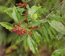 25 - RHAMNUS PURSHIANA DC.