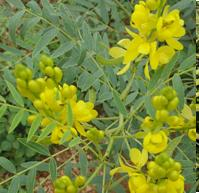 28 - SENNA ALEXANDRINA MILL., CASSIA ANGUSTIFOLIA VAHL OU CASSIA SENNA L.