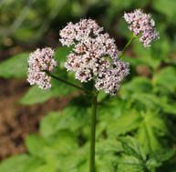 31 - VALERIANA OFFICINALIS L.