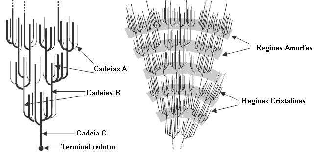 Parte I. Revisão Bibliográfica Figura 4: Representação esquemática do aspecto da estrutura da amilopectina e da sua organização em regiões amorfas e cristalinas (esquema adaptado de http://www.lsbu.