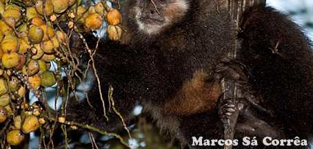 2) À medida que o grupo de macacos pula de galho em galho, o cardume de peixes os acompanha.