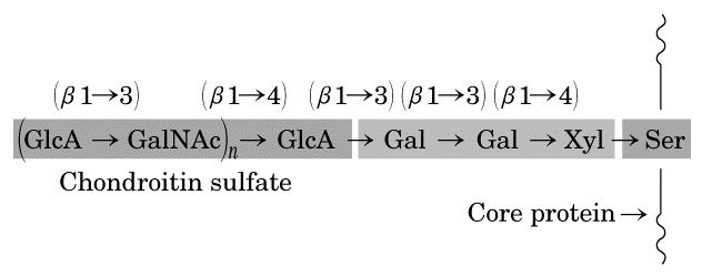 Glicoconjugados: Proteoglicanos,