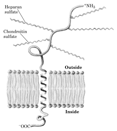 Proteoglicanos