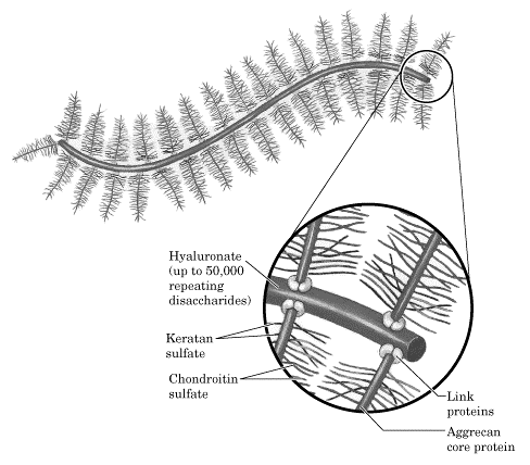 Proteoglicanos