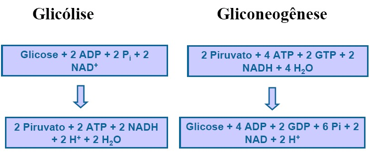 A gliconeogênese não é o