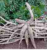 10 A espécie Ipomoea batatas é uma planta herbácea com caule rasteiro, que atinge 3m de comprimento, e folhas com pecíolo longo.