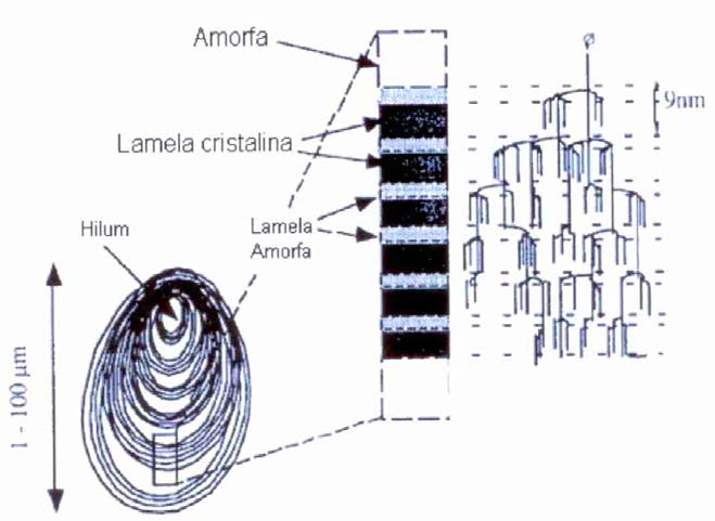 20 Figura 6. Estrutura do grânulo de amido. Fonte: Gallant; Bouchet; Baldwin (1997).