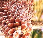 Murumuru Rica em ácidos graxos, repõe a hidratação natural e o CMC (cimento de membrana celular).