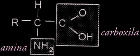 carboxila ligado ao carbono alfa (COOH) e um grupo amina (NH 2 ) ligados a um átomo de carbono, nestes mesmos carbonos ficam ligados ainda um átomo de hidrogênio e um radical (R) específico para cada