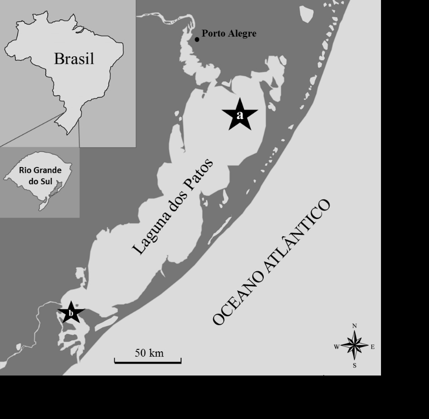 68 2.3 MATERIAIS E MÉTODOS 2.3.1 Local de coleta A Laguna dos Patos, localizada no estado do Rio Grande do Sul - Brasil, (Fig. 2.1), possui 250 km de comprimento e 60 km de largura em sua porção mais larga, cobrindo uma área de 10.