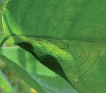17 Figura 14. Na transformação da lagarta em pupário, dobra a margem da lateral da folha para protegê-lo de inimigos naturais.