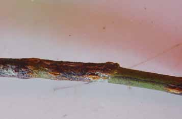 21 Danos Transmite o vírus da leprose dos citros e causa lesões ao redor das áreas afetadas em folhas, ramos e frutos. Esse ácaro está pouco disseminado no território do Recôncavo Baiano.