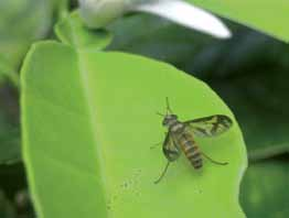 na folha de citros por larva da mosca sirfídeo