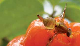 32 Figura 29. Adultos das moscas das frutas Anastrepha sp. e Ceratitis capitata alimentando-se da polpa do fruto hospedeiro primário (pitanga).