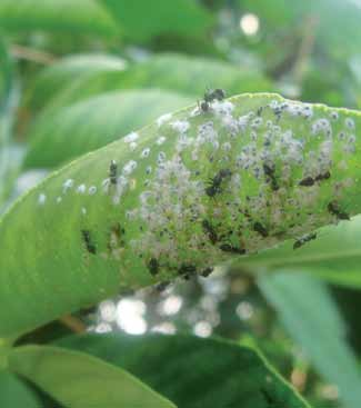 Colônia de mosca branca (ninfas e pupários) e sua associação com as