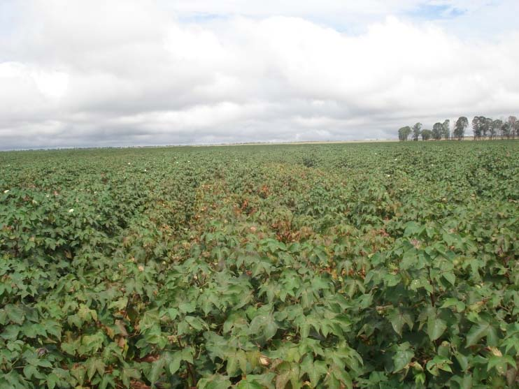 Brachiárias Rebouleiras com sintomas Mucuna preta Nabo forrageiro Galhas nas