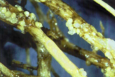 Rotação de culturas em áreas de nematóides Nematóide de Cistos (Heterodera