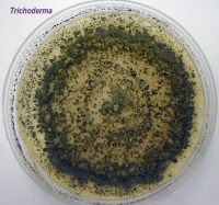 Manejo Integrado de Doenças CONTROLE BIOLÓGICO TRICHODERMA Fungo parasita de fungos