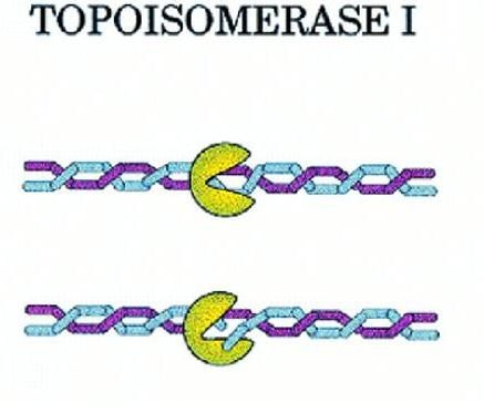 Topoisomerases Enzimas que introduzem ou removem superenrolamentos no DNA Fundamentais para: Transcrição Replicação Recombinação Remodelamento da cromatina Sistema complexo de