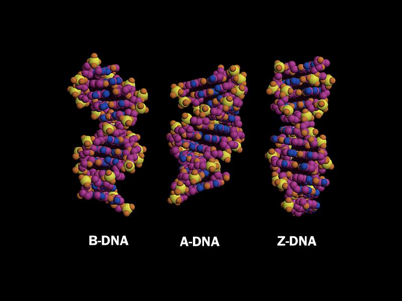 A Dupla Hélice O B-DNA é o