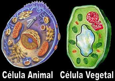 Questão 3 De acordo com a figura abaixo responda o que se pede A estrutura básica da célula animal é bem semelhante a da célula vegetal, no entanto, existem algumas diferenças entre elas.