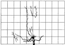 Abreu et al. (2004), Secco et al. (2004) e Tormena et al.