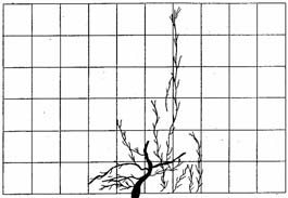 solo. Mesmo no PDc, foi possível observar o surgimento significativo de raízes secundárias, na forma de finas franjas.