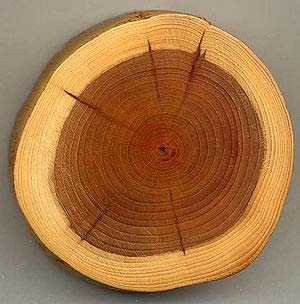 Estrutura da madeira Se analizarmos o tronco de uma árvore cortada transversalmente podemos verificar que é constituída por várias camadas concêntricas, tais como: A medula (ponto escuro no centro):