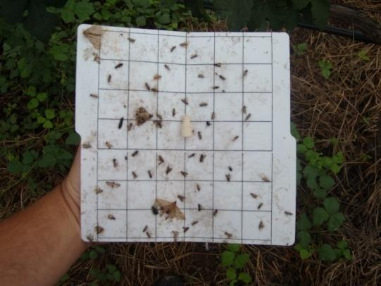 Foram realizadas duas amostragens semanais (segunda e quinta-feira) nas quais se procedia à recolha dos insectos capturados (em tubos de Eppendorf ou nas próprias placas), registo do estado